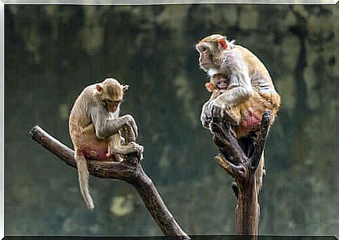 Rhesus monkeys with cub