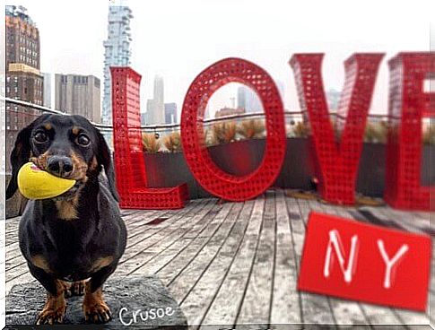 Meet the sausage dog that cleans the streets of New York