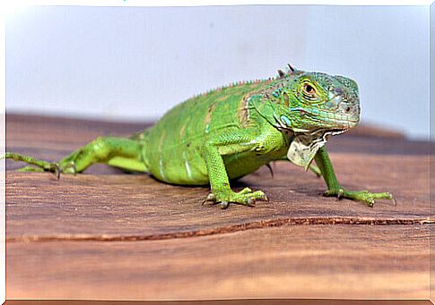 iguana