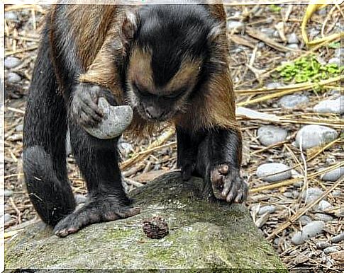 monkeys in Brazil