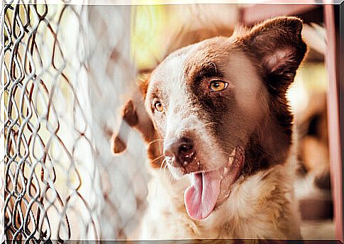 More than 100 dogs rescued from an illegal breeding site