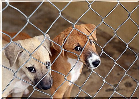 Puppies in breeding