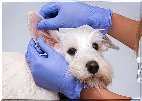 Veterinarian examining a dog's ears