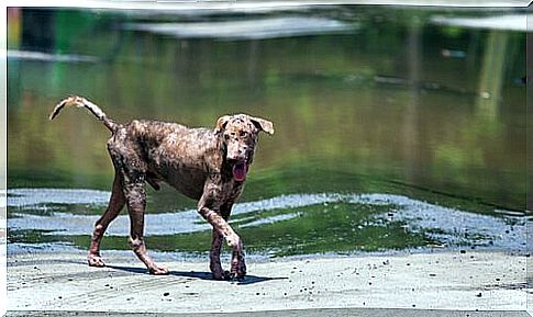 dog with mange