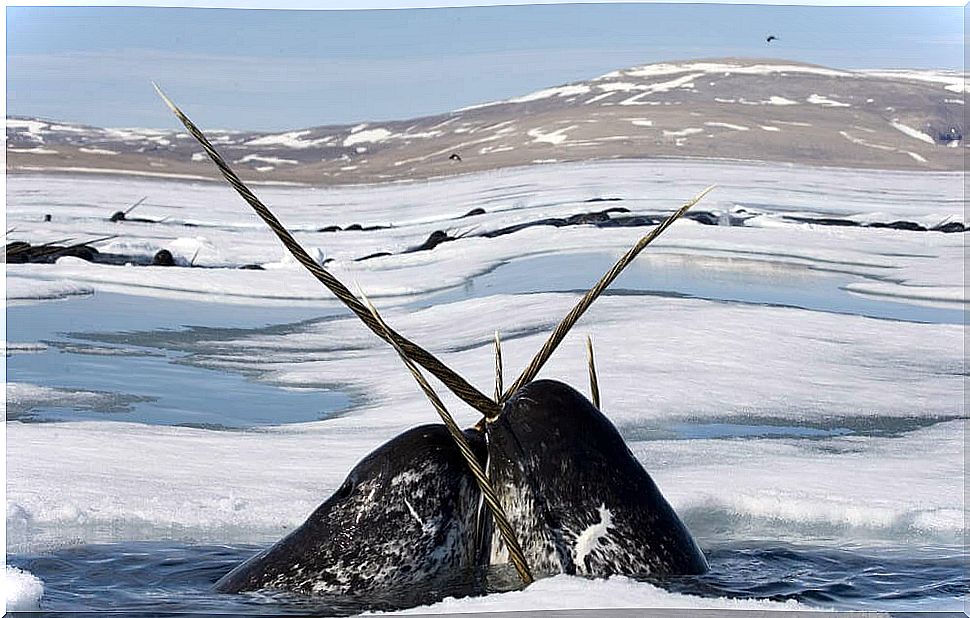 narwhals at sea