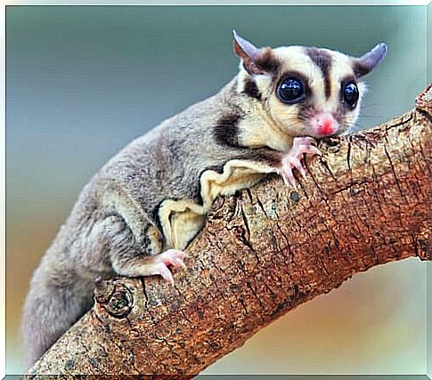 New Guinea fauna, second largest island in the world