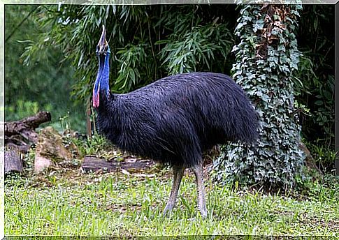 cassowary