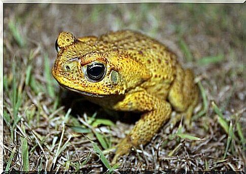 Cururu frog