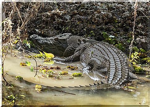 salt water crocodile