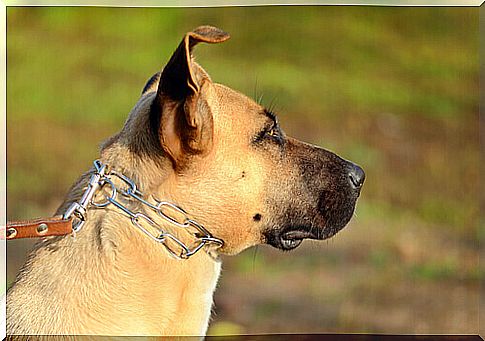 No abuse!  Owners of chained dogs must be punished by law.