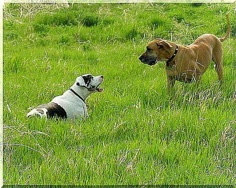 dogs in the bush