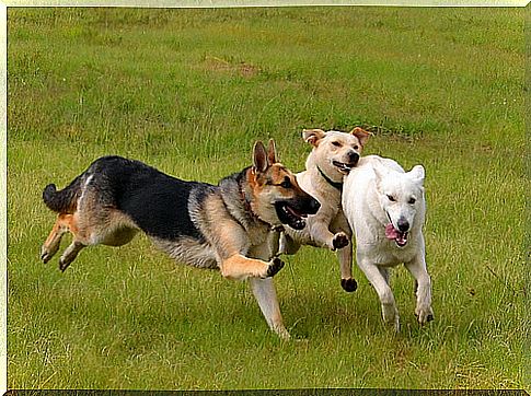 running dogs