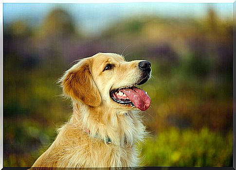 Golden retriever