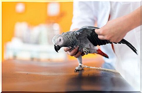 parrot psittacosis