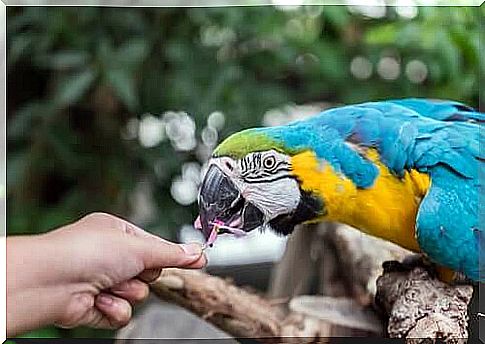 The Incredible Cognitive Skills of Parrots