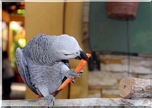 The Incredible Cognitive Skills of Parrots