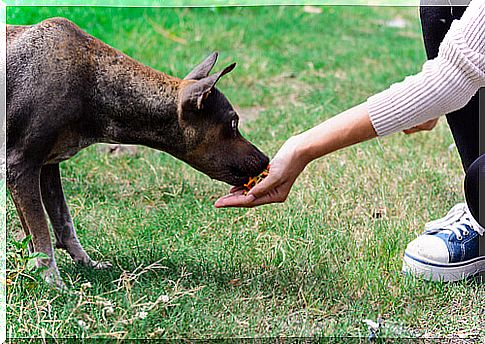 dog eating out of hand