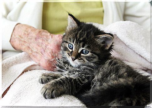 cat in an old woman's lap