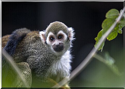 Pet monkey: is it possible to have one?