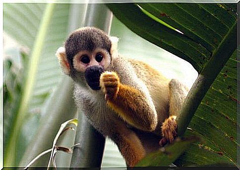 monkey on a palm leaf