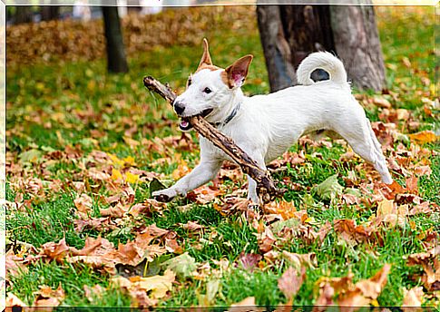 Playing with sticks can be dangerous for dogs