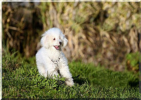 Poodle, a loving companion