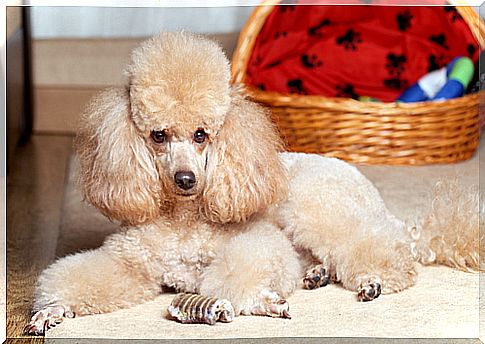 Poodle, a loyal and caring companion