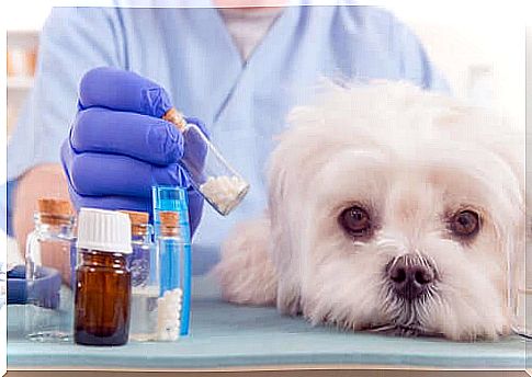 Medicines for dogs