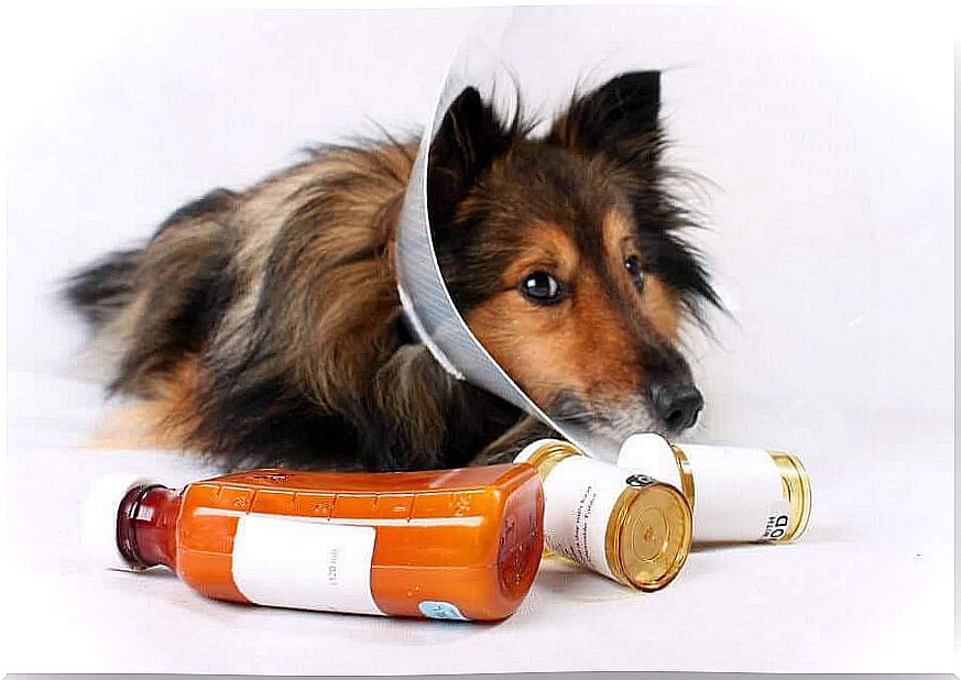 Prescription and responsible use of veterinary drugs