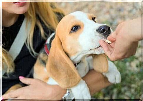 beagle taking medicine