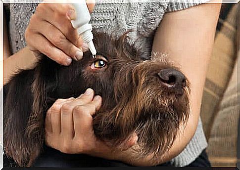 eye drops for dogs