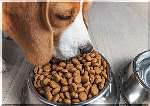 Multivitamins for puppies