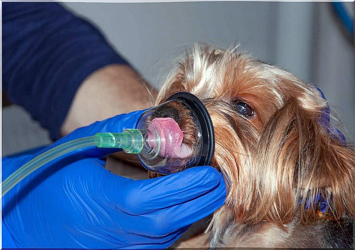 The key to treating dyspnea in pets is oxygen therapy.