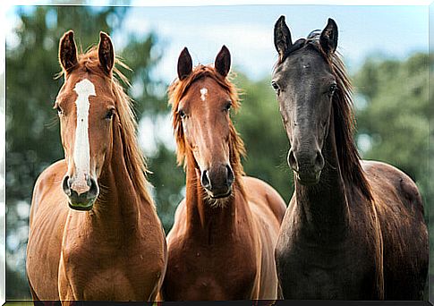 horses