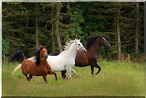 horses running outdoors