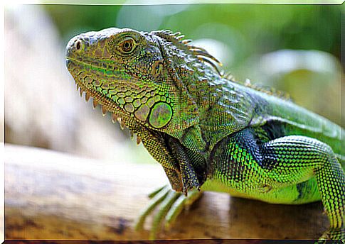 exotic animals reptiles