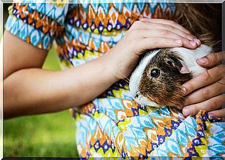 Guinea pig