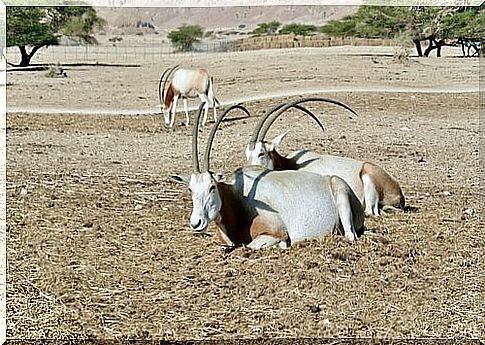 Scimitar Oryx