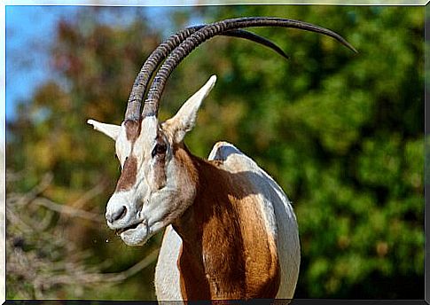 Antelope with curved horns