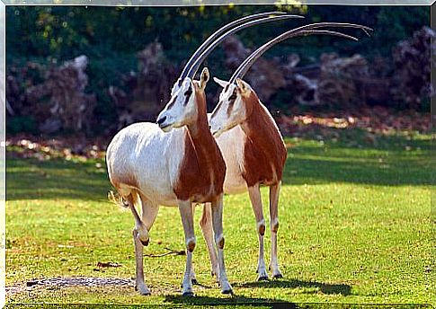 white oryx