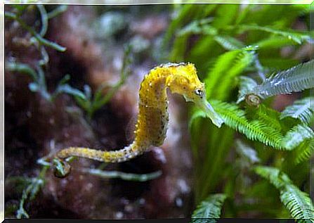 Seahorse: a "little horse" at sea