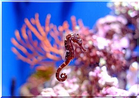 Seahorse feeding