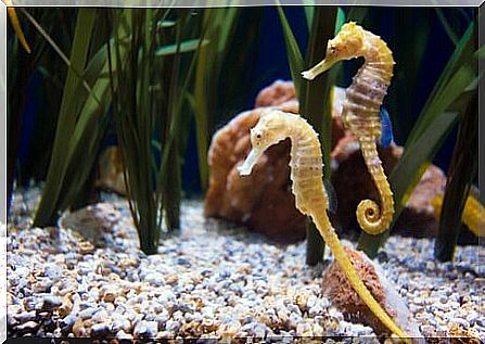 Seahorse reproduction