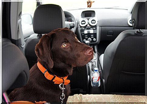 Seat belt in car: your dog must also wear