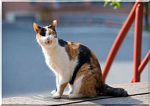 Skin cancer in cats