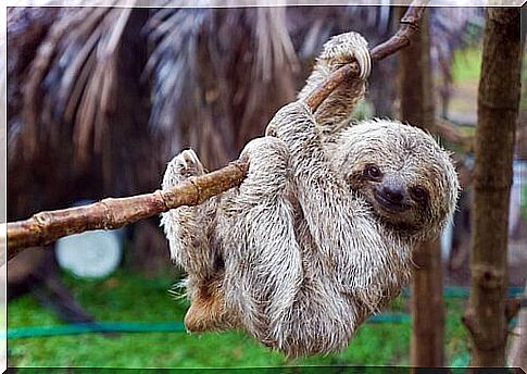 Curiosities about the sloth