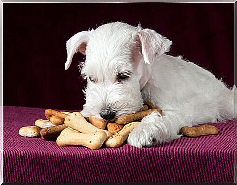 dog eating snacks