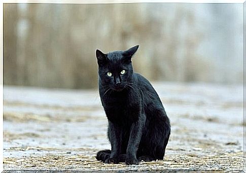 black cat and superstitions