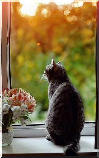 kitten looking out the window