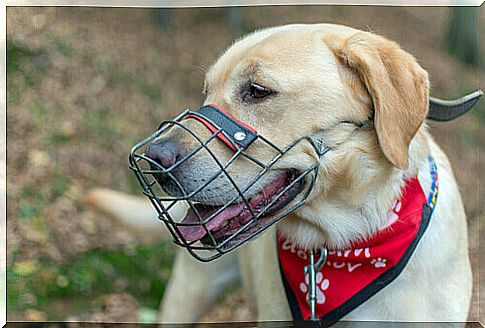 Teaching a dog to wear a muzzle: see tips